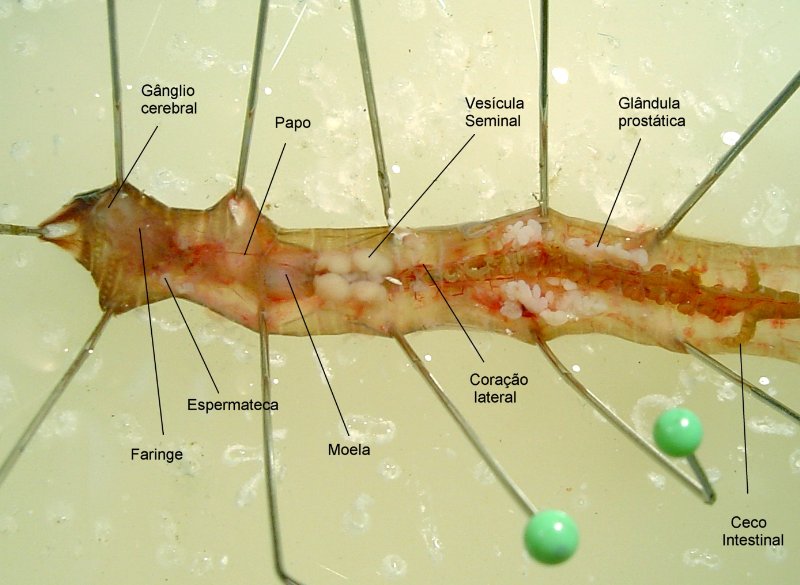 disseccao de minhoca