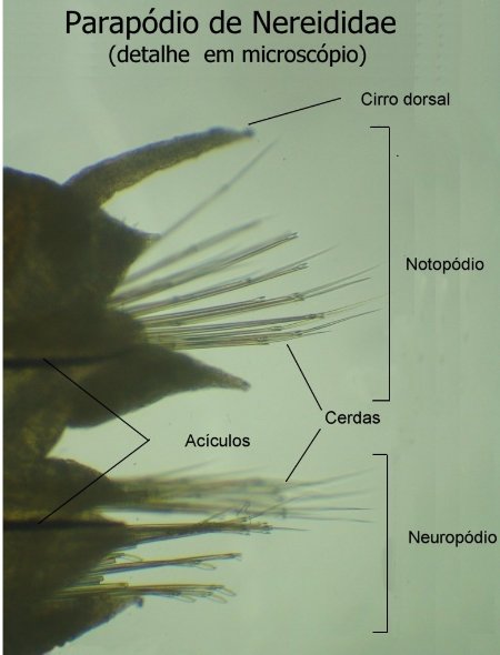 Nereididae parapodio